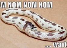 omnomnomnom