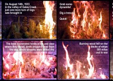Tillamook Burn