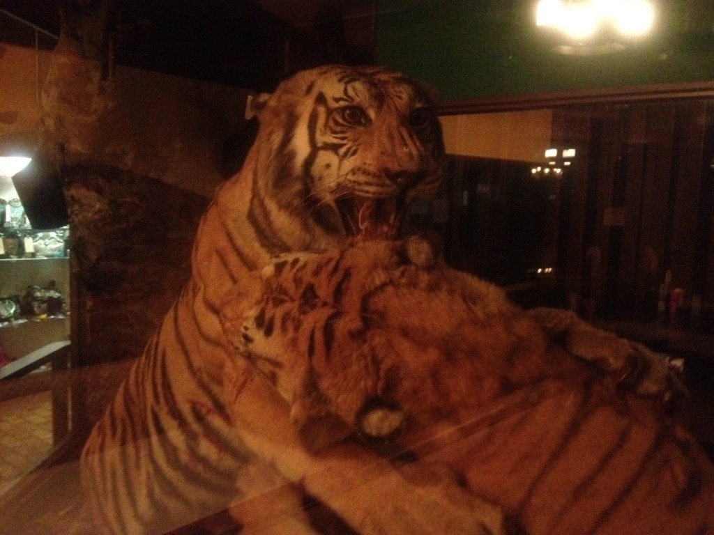 safari tigers