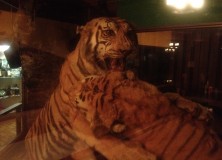 safari tigers